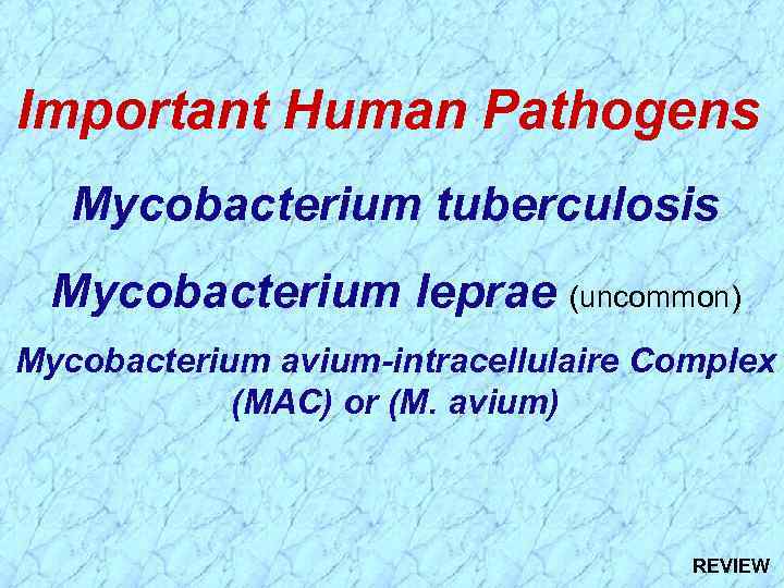 Important Human Pathogens Mycobacterium tuberculosis Mycobacterium leprae (uncommon) Mycobacterium avium-intracellulaire Complex (MAC) or (M.