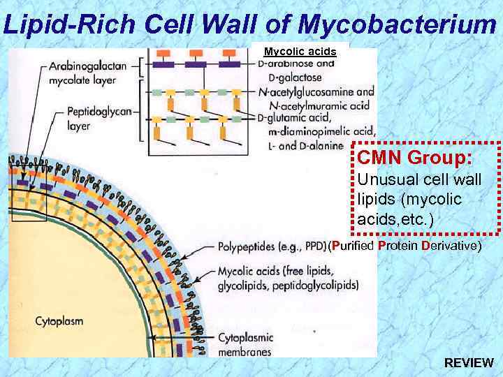 Lipid-Rich Cell Wall of Mycobacterium Mycolic acids CMN Group: Unusual cell wall lipids (mycolic