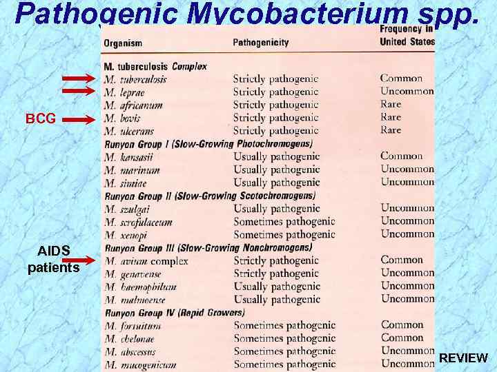 Pathogenic Mycobacterium spp. BCG AIDS patients REVIEW 