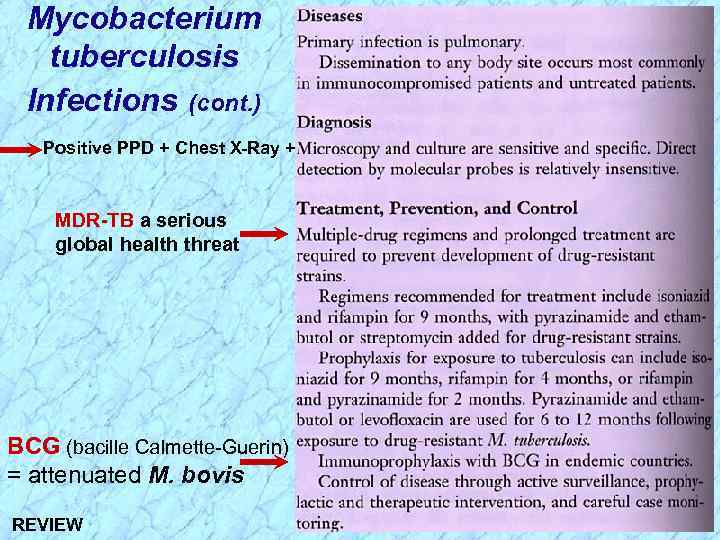 Mycobacterium tuberculosis Infections (cont. ) Positive PPD + Chest X-Ray + MDR-TB a serious