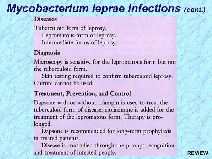 Mycobacterium leprae Infections (cont. ) REVIEW 