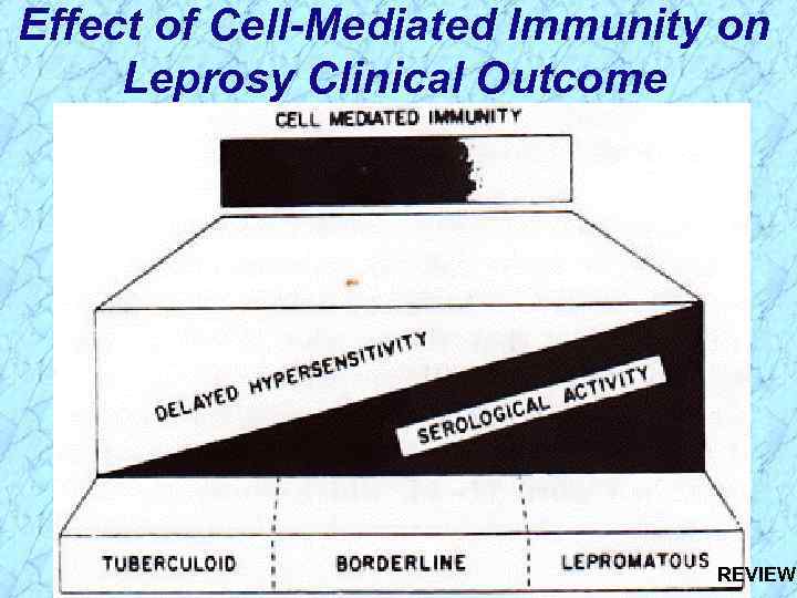 Effect of Cell-Mediated Immunity on Leprosy Clinical Outcome REVIEW 