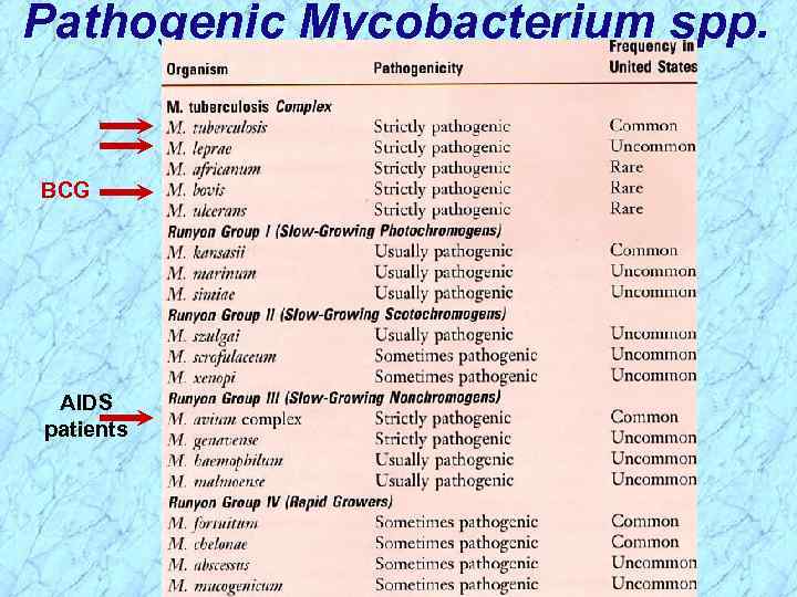 Pathogenic Mycobacterium spp. BCG AIDS patients 