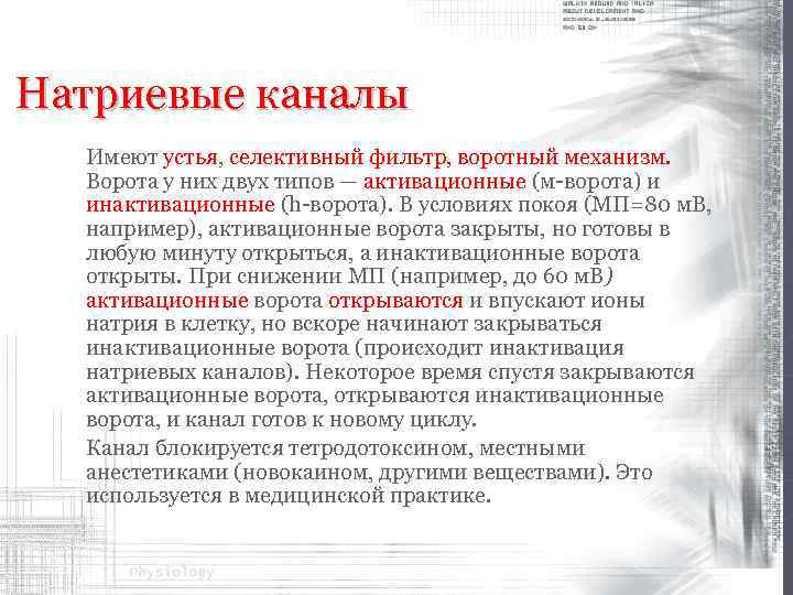 Натриевые каналы Имеют устья, селективный фильтр, воротный механизм. Ворота у них двух типов —