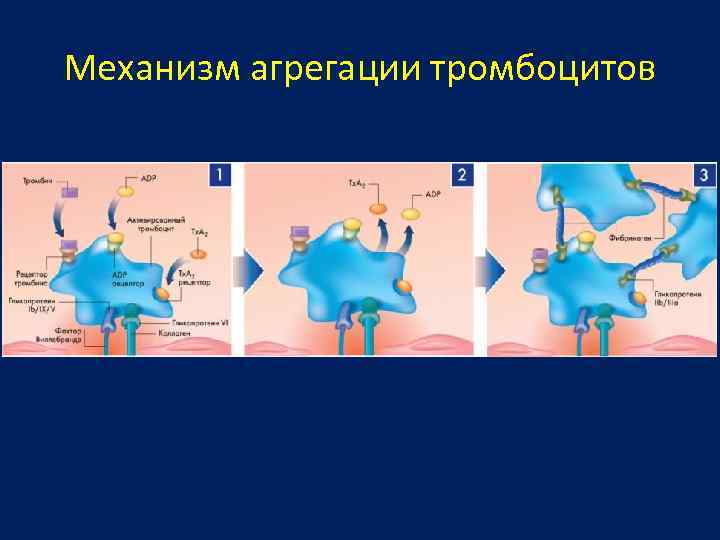 Механизм агрегации тромбоцитов 