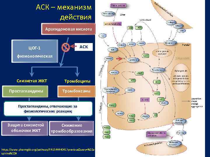 АСК – механизм действия Арахидоновая кислота АСК ЦОГ-1 физиологическая Слизистая ЖКТ Простагландины Тромбоциты Тромбоксаны