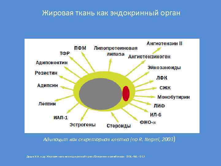 Жировая ткань как эндокринный орган Адипоцит как секреторная клетка (по R. Negrel, 2003) Дедов
