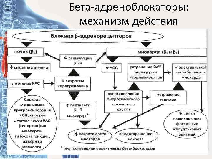 Бета-адреноблокаторы: механизм действия 