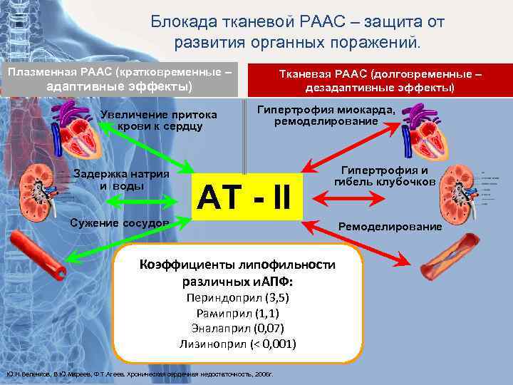 Блокада тканевой РААС – защита от развития органных поражений. Плазменная РААС (кратковременные – Тканевая