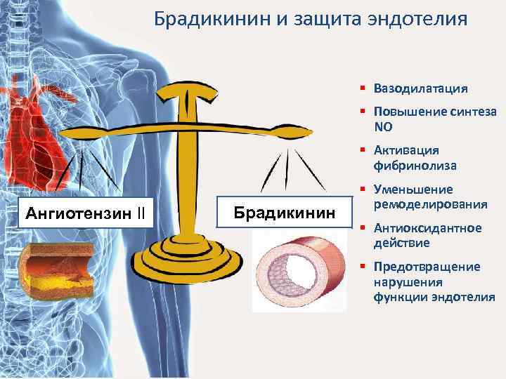 Брадикинин и защита эндотелия § Вазодилатация § Повышение синтеза NO § Активация фибринолиза Ангиотензин