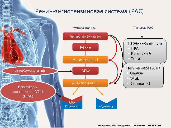 Ренин-ангиотензиновая система (РАС) Тканевые РАС Гуморальная РАС Ангиотензиноген Нерениновый путь • t-PA • Катепсин