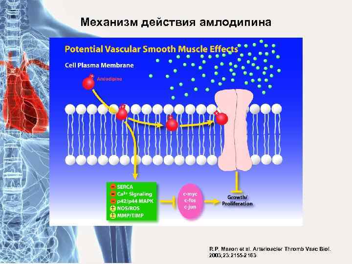 Механизм действия амлодипина R. P. Mason et al. Arterioscler Thromb Vasc Biol. 2003; 23: