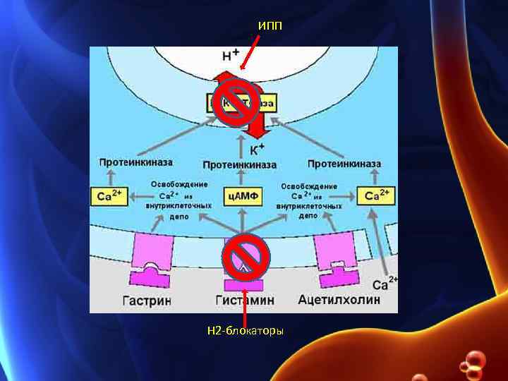 ИПП Н 2 -блокаторы 
