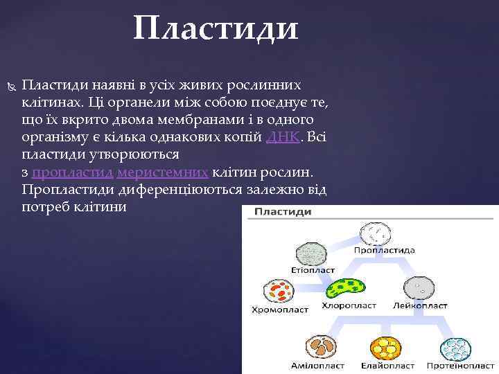 Пластиди наявні в усіх живих рослинних клітинах. Ці органели між собою поєднує те, що