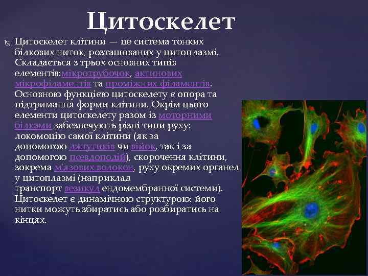 Цитоскелет клітини — це система тонких білкових ниток, розташованих у цитоплазмі. Складається з трьох