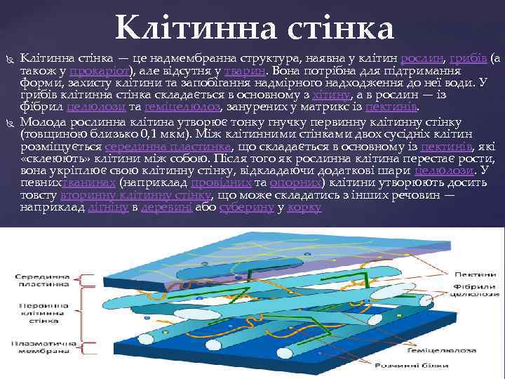 Клітинна стінка — це надмембранна структура, наявна у клітин рослин, грибів (а також у