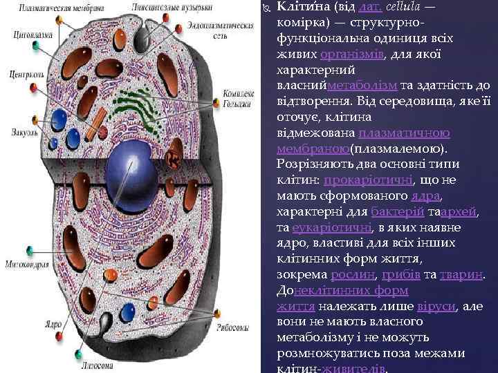  Кліти на (від лат. cellula — комірка) — структурнофункціональна одиниця всіх живих організмів,