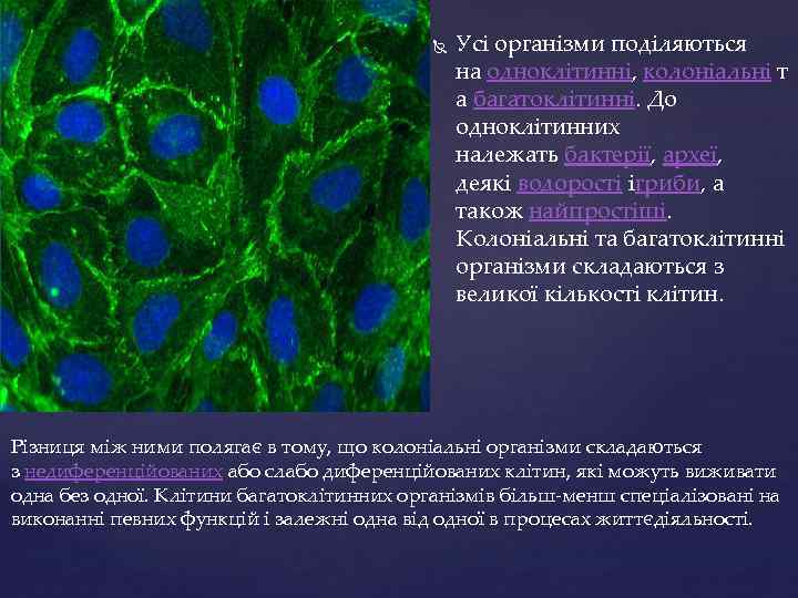  Усі організми поділяються на одноклітинні, колоніальні т а багатоклітинні. До одноклітинних належать бактерії,