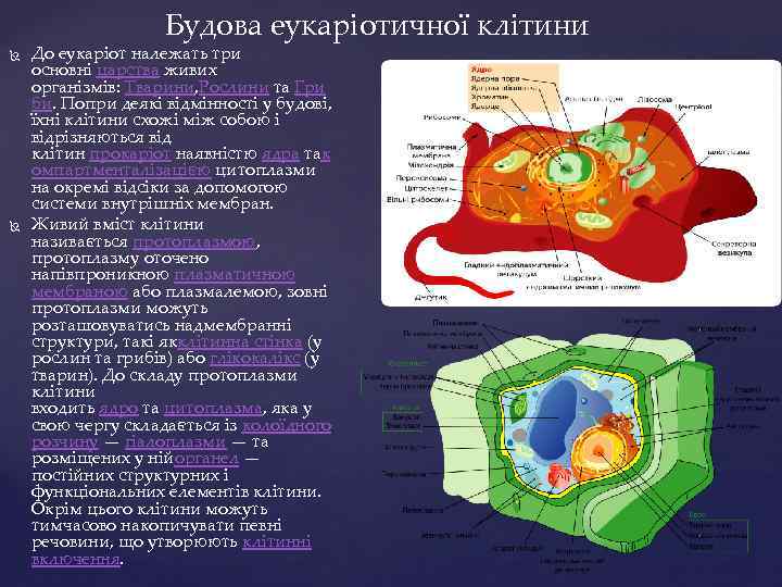 Будова еукаріотичної клітини До еукаріот належать три основні царства живих організмів: Тварини, Рослини та