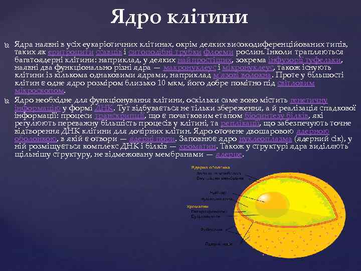 Ядро клітини Ядра наявні в усіх еукаріотичних клітинах, окрім деяких високодиференційованих типів, таких як