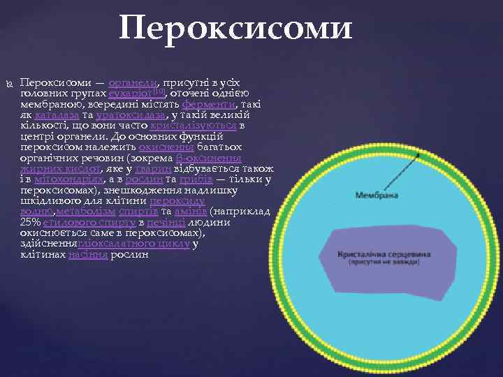 Пероксисоми — органели, присутні в усіх головних групах еукаріот[10], оточені однією мембраною, всередині містять