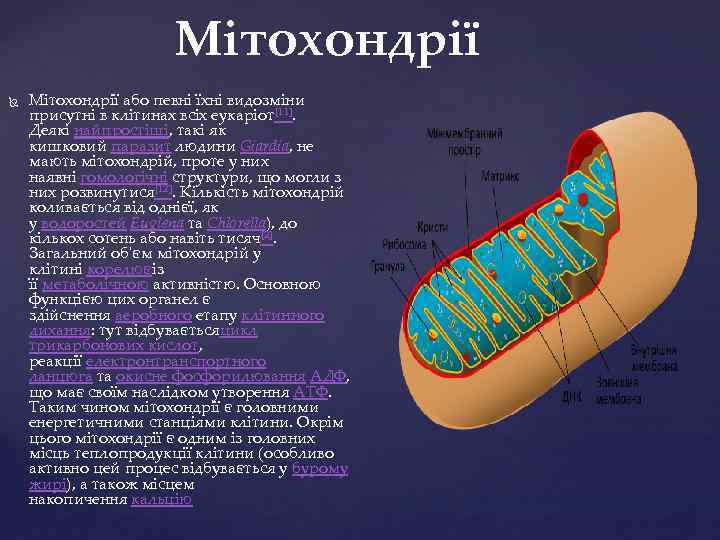 Мітохондрії або певні їхні видозміни присутні в клітинах всіх еукаріот[11]. Деякі найпростіші, такі як