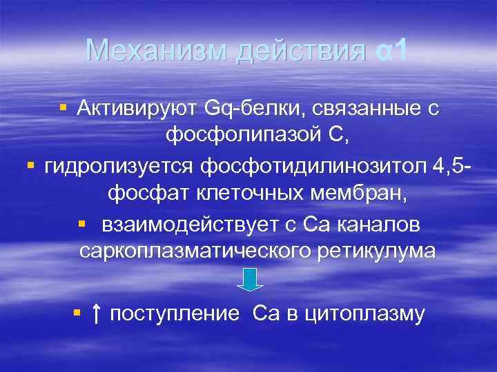 Механизм действия α 1 § Активируют Gq-белки, связанные с фосфолипазой С, § гидролизуется фосфотидилинозитол