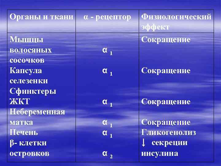 Органы и ткани Мышцы волосяных сосочков Капсула селезенки Сфинктеры ЖКТ Небеременная матка Печень β-