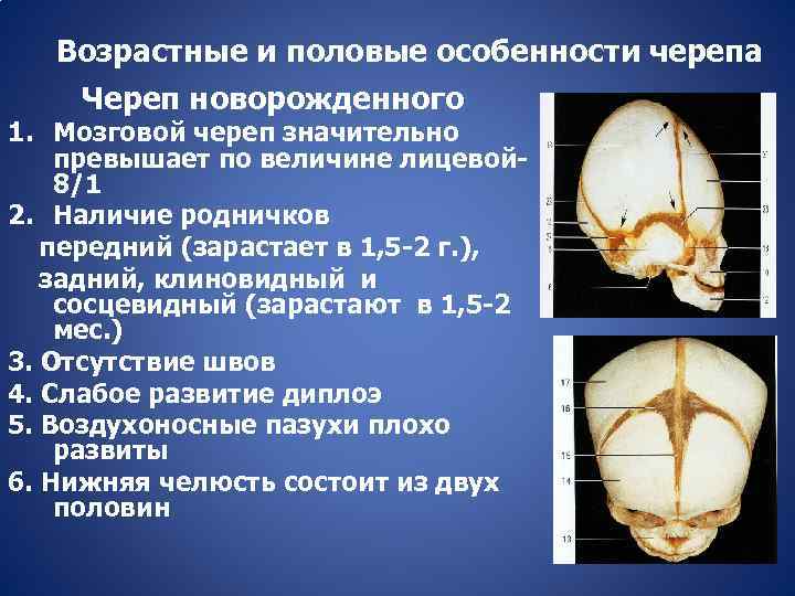 Типы родничков. Кости и швы черепа анатомия. Возрастные особенности строения черепа анатомия. Возрастные особенности костей черепа. Соединение костей черепа. Череп новорожденного..