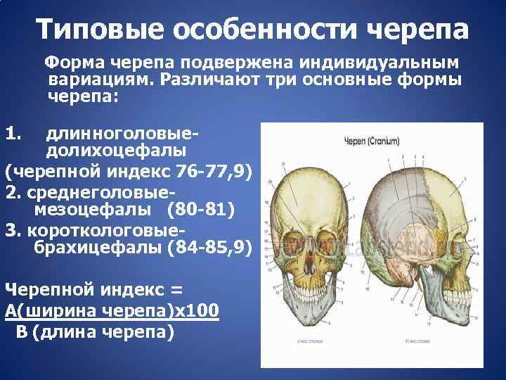 О чем говорят формы черепа. Как определить форму черепа. Как узнать форму черепа.