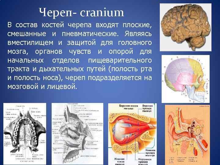 Череп- сranium В состав костей черепа входят плоские, смешанные и пневматические. Являясь вместилищем и