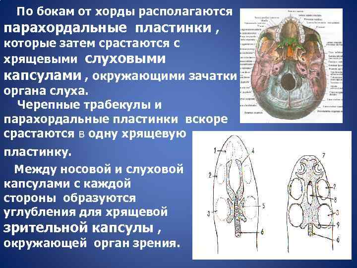 По бокам от хорды располагаются парахордальные пластинки , которые затем срастаются с хрящевыми слуховыми