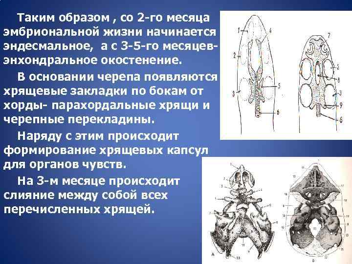 Таким образом , со 2 -го месяца эмбриональной жизни начинается эндесмальное, а с 3