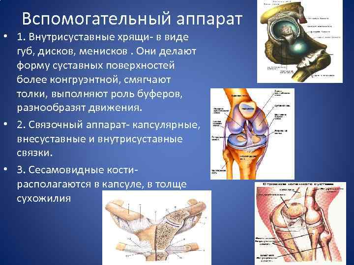 Вспомогательный аппарат • 1. Внутрисуставные хрящи- в виде губ, дисков, менисков. Они делают форму