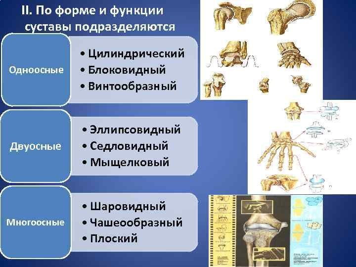 II. По форме и функции суставы подразделяются Одноосные • Цилиндрический • Блоковидный • Винтообразный