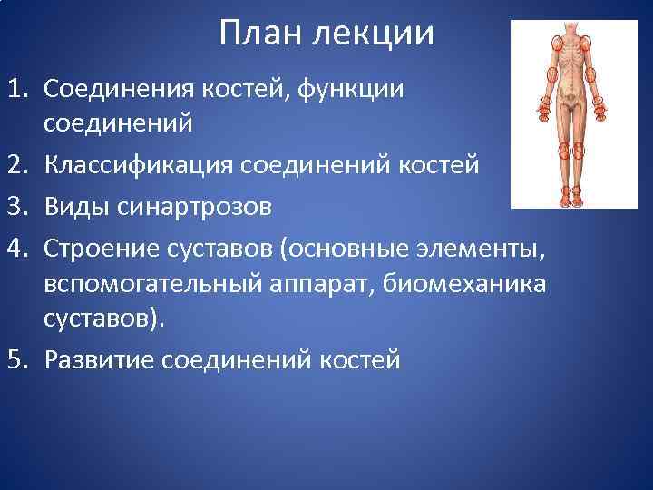 План лекции 1. Соединения костей, функции соединений 2. Классификация соединений костей 3. Виды синартрозов