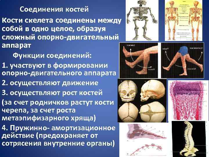 Соединения костей Кости скелета соединены между собой в одно целое, образуя сложный опорно-двигательный аппарат