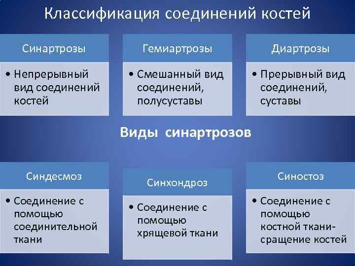 Характеристики соединения костей