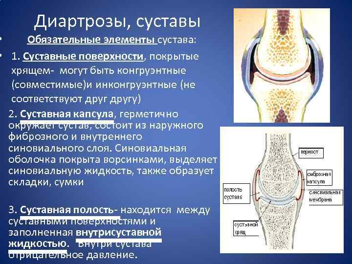 Основные элементы сустава. Прерывные диартрозы. Прерывные соединения суставы диартрозы. Строение прерывного сустава. Гемартроз диартроз.