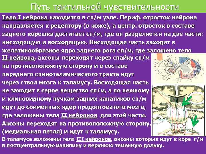  Путь тактильной чувствительности Тело I нейрона находится в сп/м узле. Периф. отросток нейрона