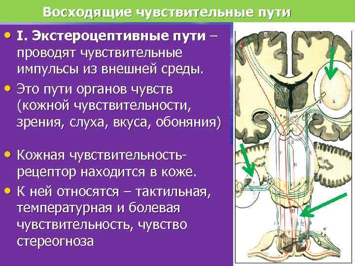 Восходящие чувствительные пути • I. Экстероцептивные пути – • проводят чувствительные импульсы из внешней