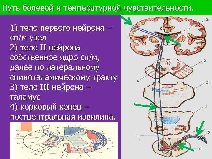 Путь болевой и температурной чувствительности. 1) тело первого нейрона – сп/м узел 2) тело