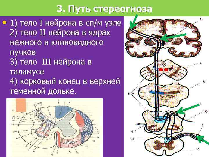 3. Путь стереогноза • 1) тело I нейрона в сп/м узле 2) тело II