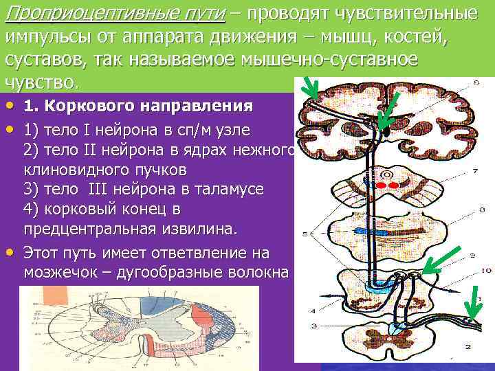 Проприоцептивные пути – проводят чувствительные импульсы от аппарата движения – мышц, костей, суставов, так