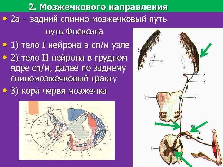 Путь говерса схема