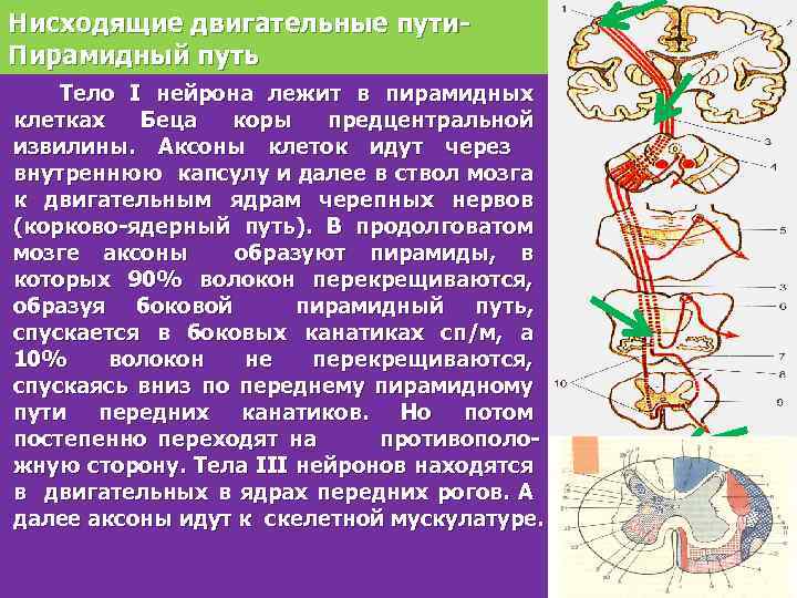 Пирамидные пути картинки