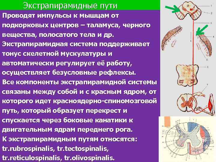 Экстрапирамидная система неврология презентация