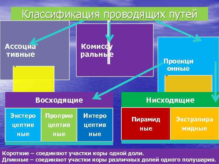 Классификация проводящих путей Комиссу ральные Ассоциа тивные • • Проекци онные короткие длинные •