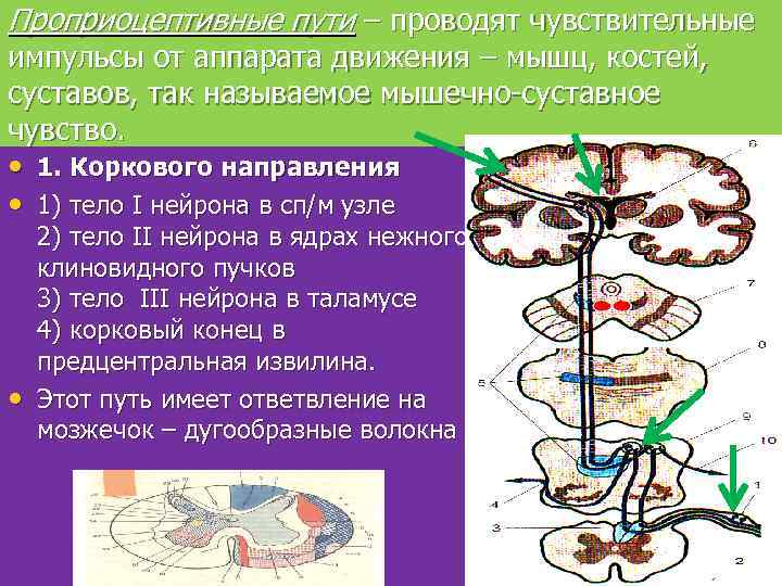 Проприоцептивные пути – проводят чувствительные импульсы от аппарата движения – мышц, костей, суставов, так