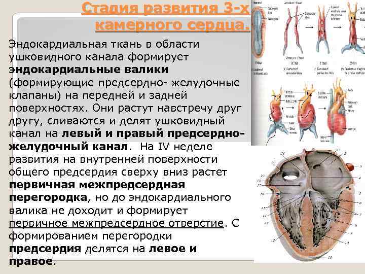 Стадия развития 3 -х камерного сердца. Эндокардиальная ткань в области ушковидного канала формирует эндокардиальные